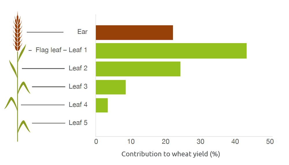 Contribution of leaves and the ear to wheat yields